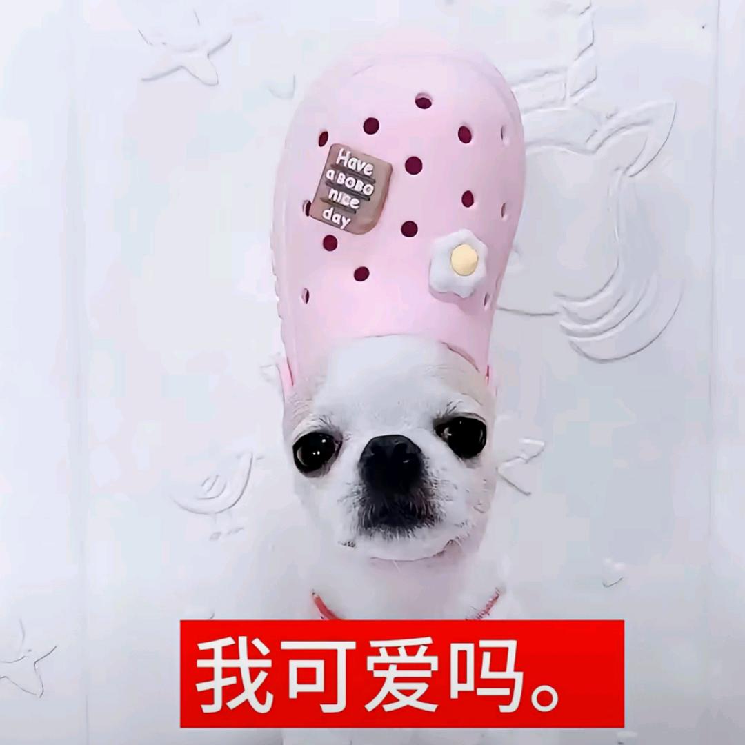 紫啧