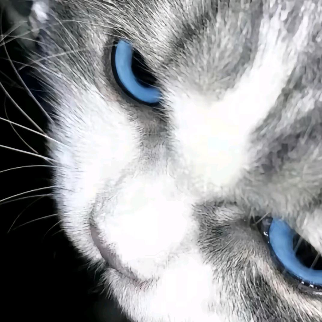 零序列・小猫