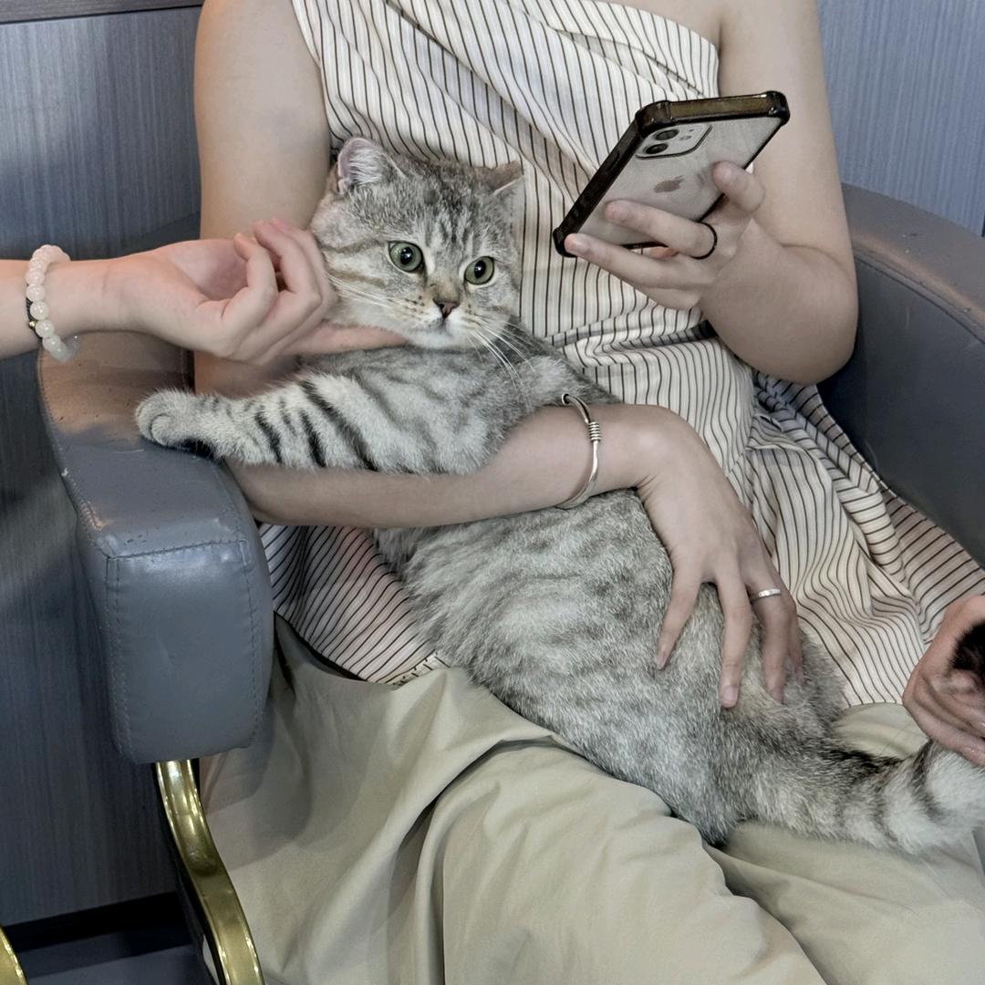 青柠汽水