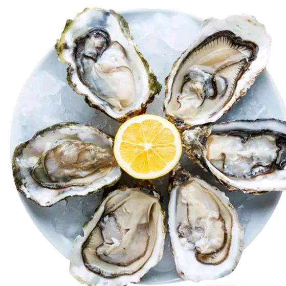耗大大乳山生蚝销售