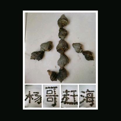 小杨哥赶海