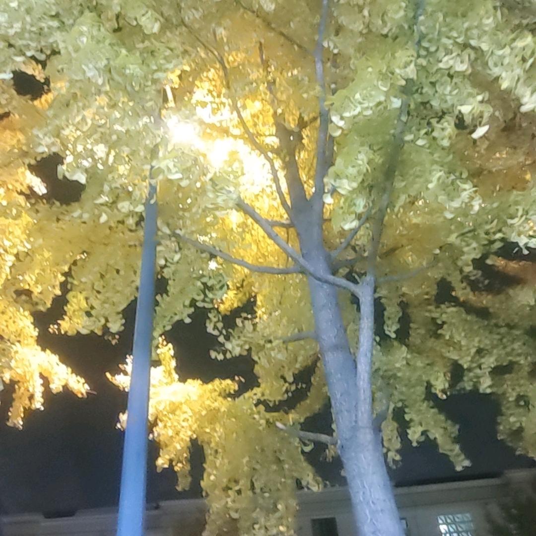 苏北杨哥