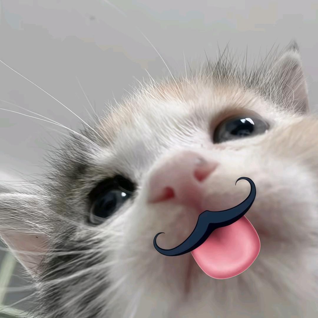 鱼骨头头像