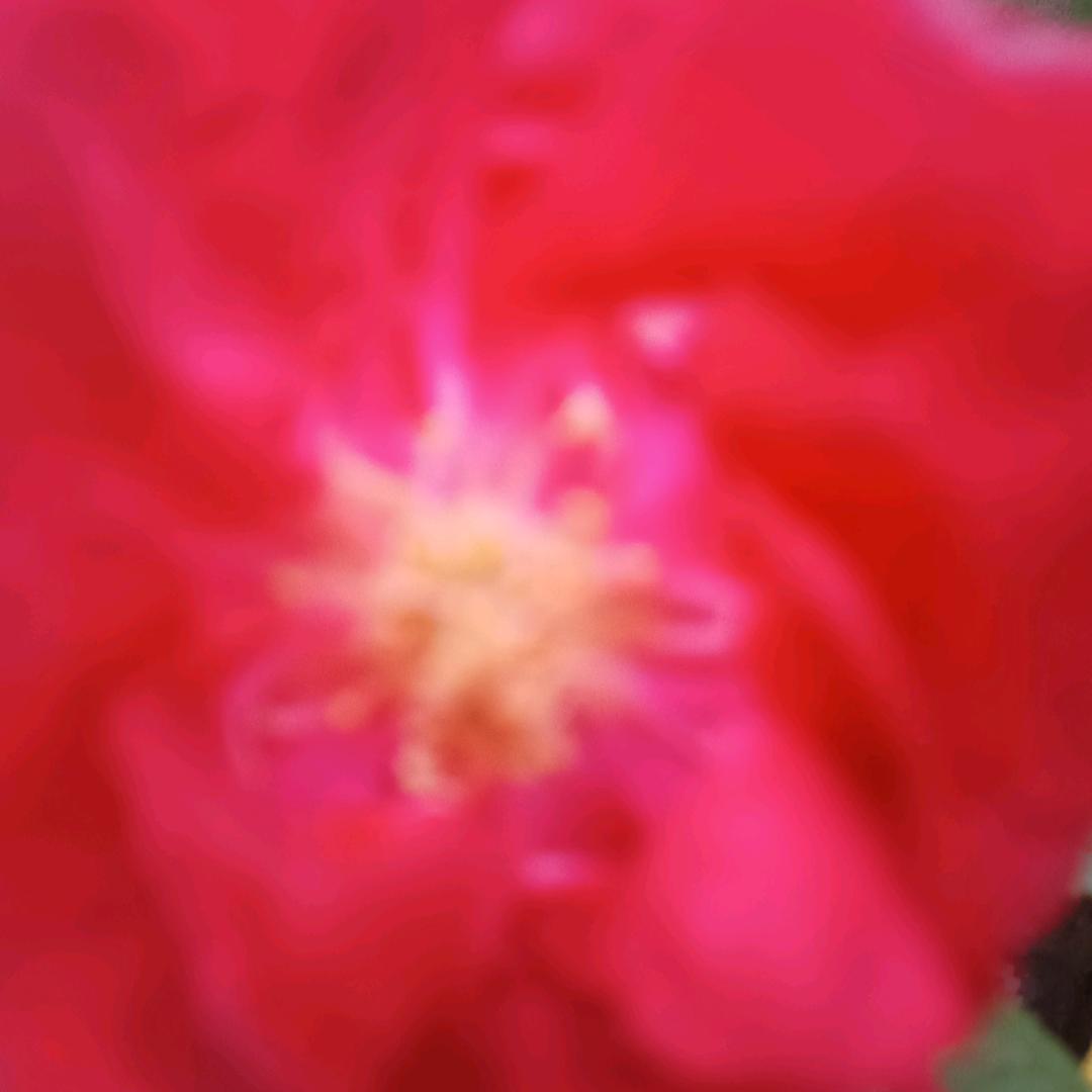 🦋🌹🌺💐🌷🍃🌹🦋幸福快乐