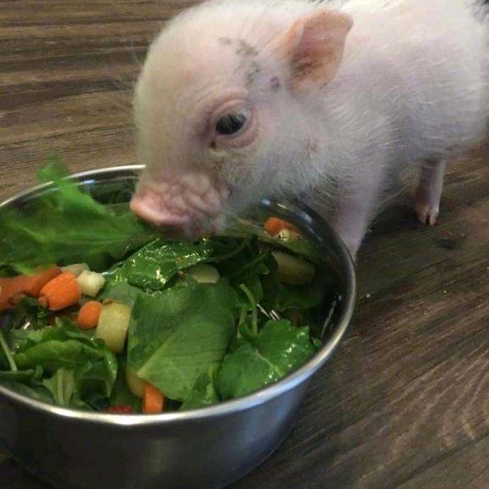 🥬🥬🥬