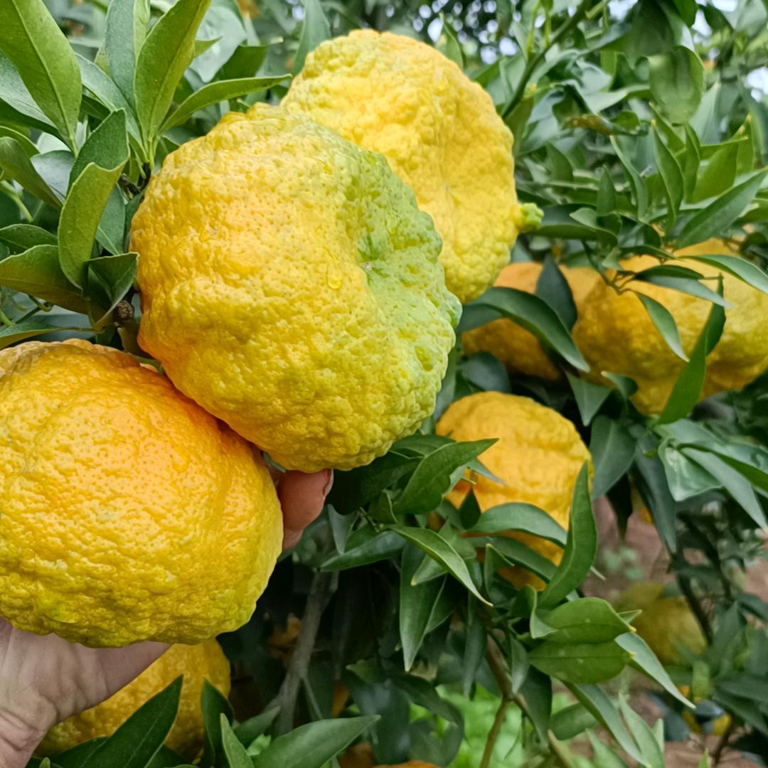 汉城本地邹皮柑