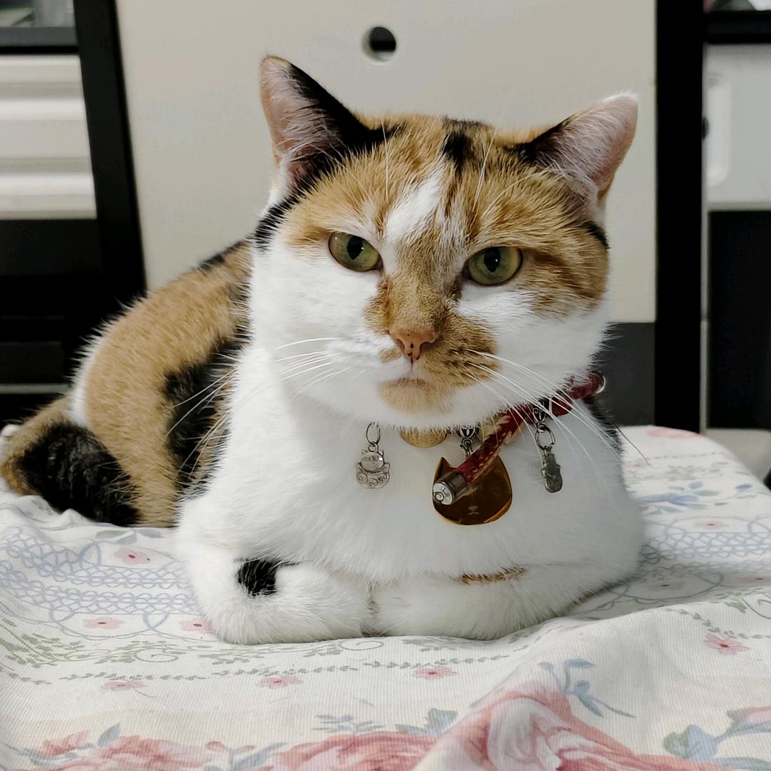 招财猫吖 (禁言版拒绝连赞)💞