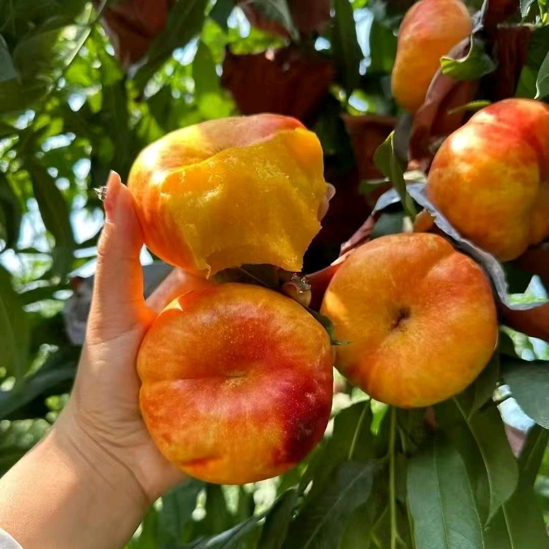 徐敏果树苗木专营店