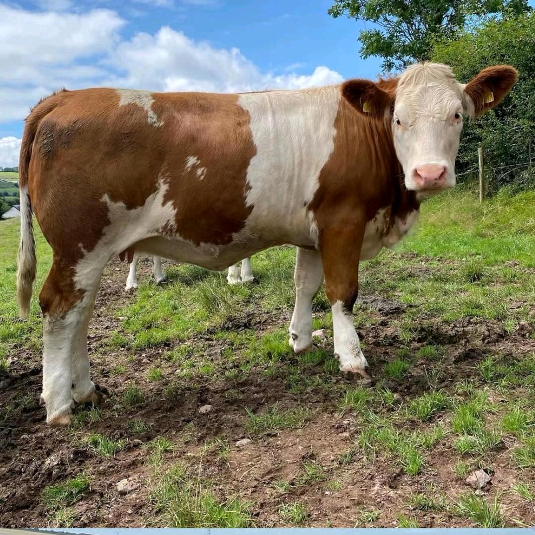 楚楚的牛犊铺子🐮