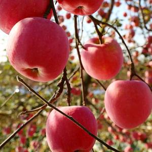 冰茜暖玉果树苗木专卖店