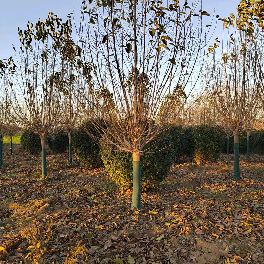 山东泰安万青园林（专植白皮松，华山松）