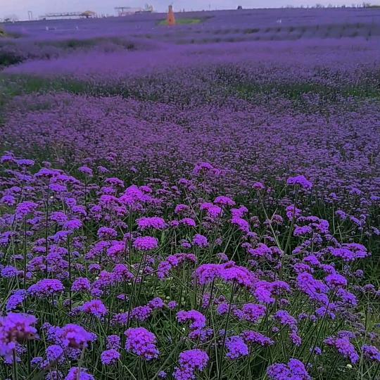 说话要考虑后果。