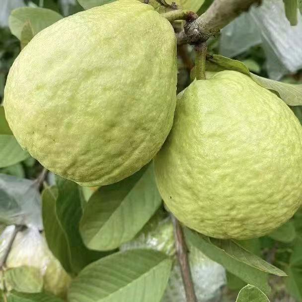 广西桂满园农场