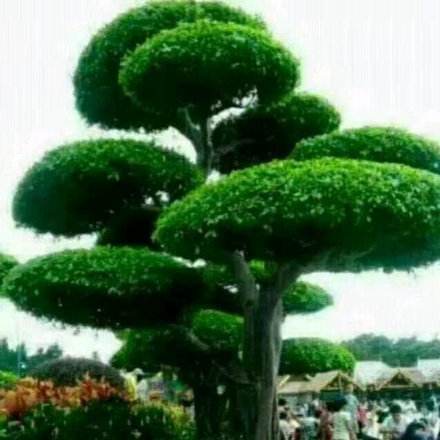 头灶曹丿
