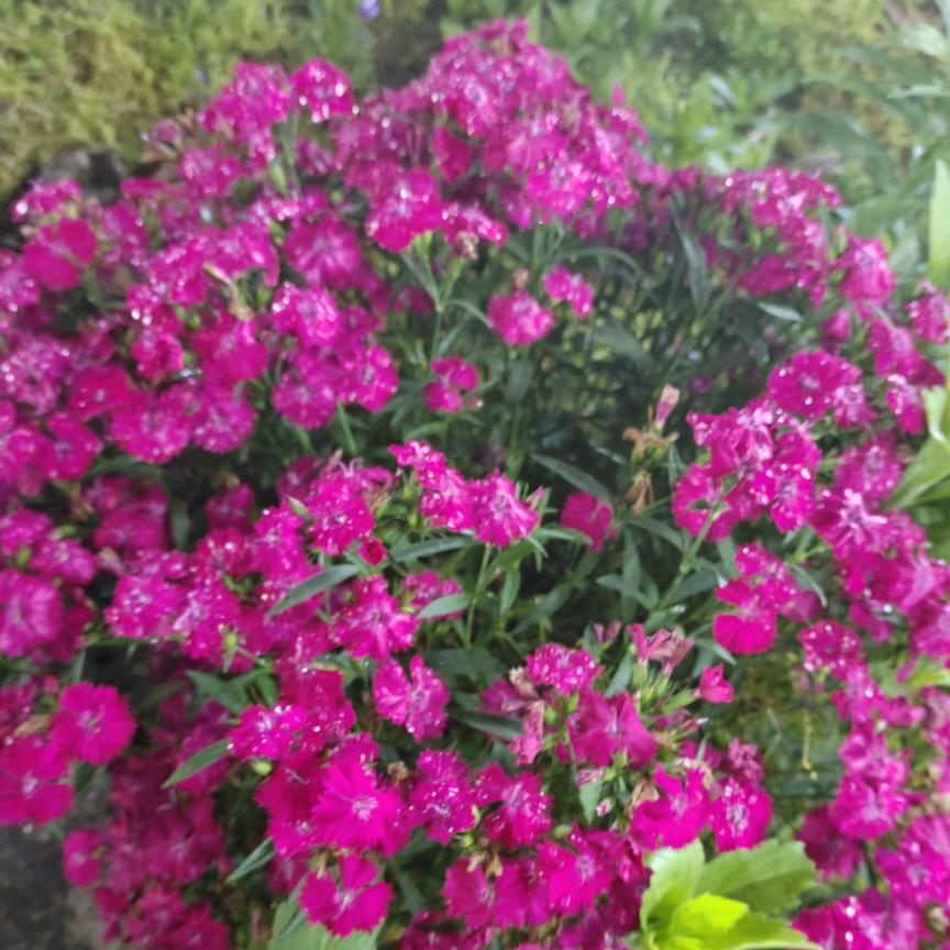 🌹🌹🌹🌹((❤️⥎❤️))🌹