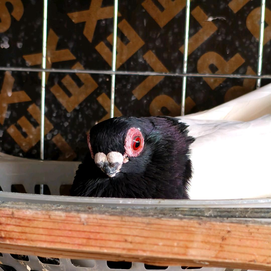 (∗ᵒ̶̶̷̀ω˂̶́∗)੭₎₎̊y陈雪