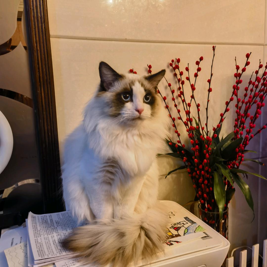 唐花韵东风