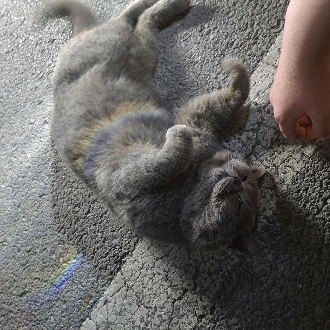 貔犰