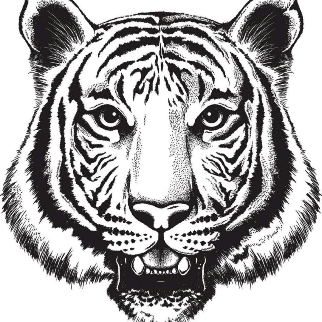 老虎🐯