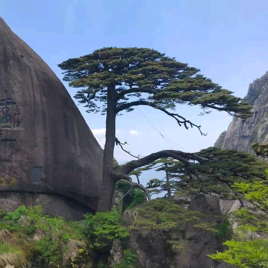 三木黑松景观松