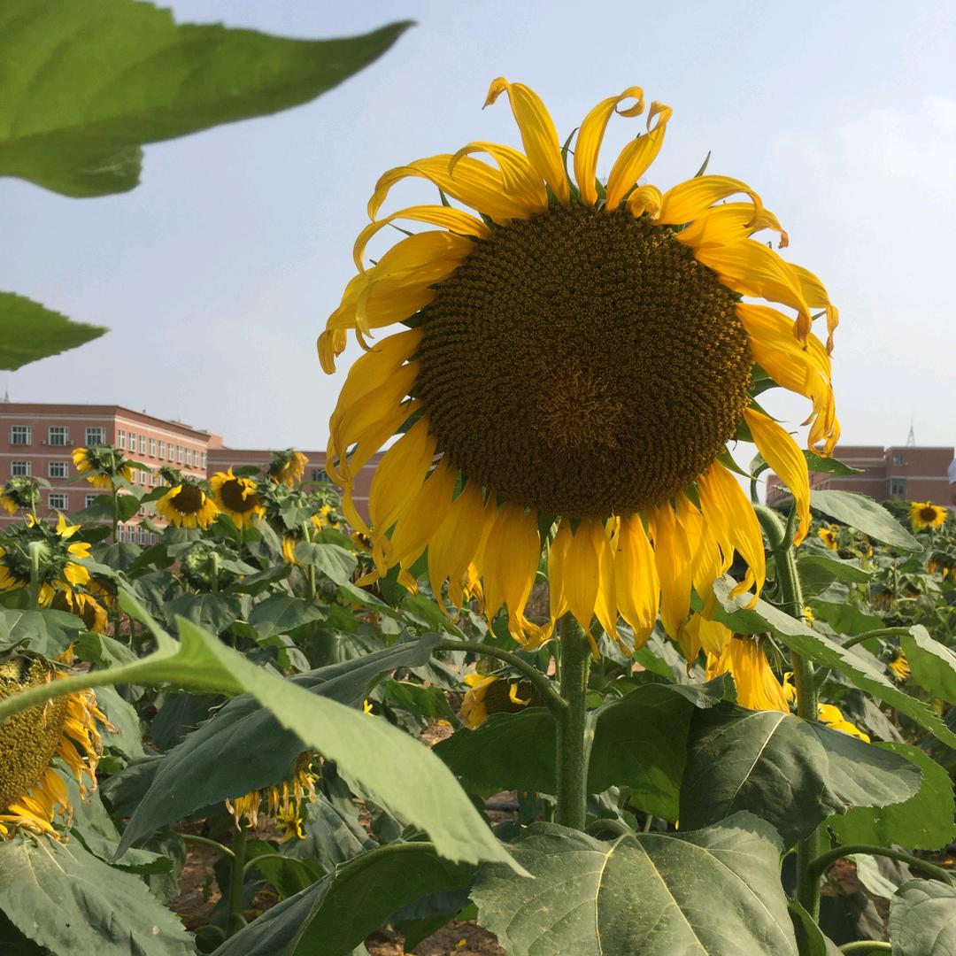 香芋奶茶丸
