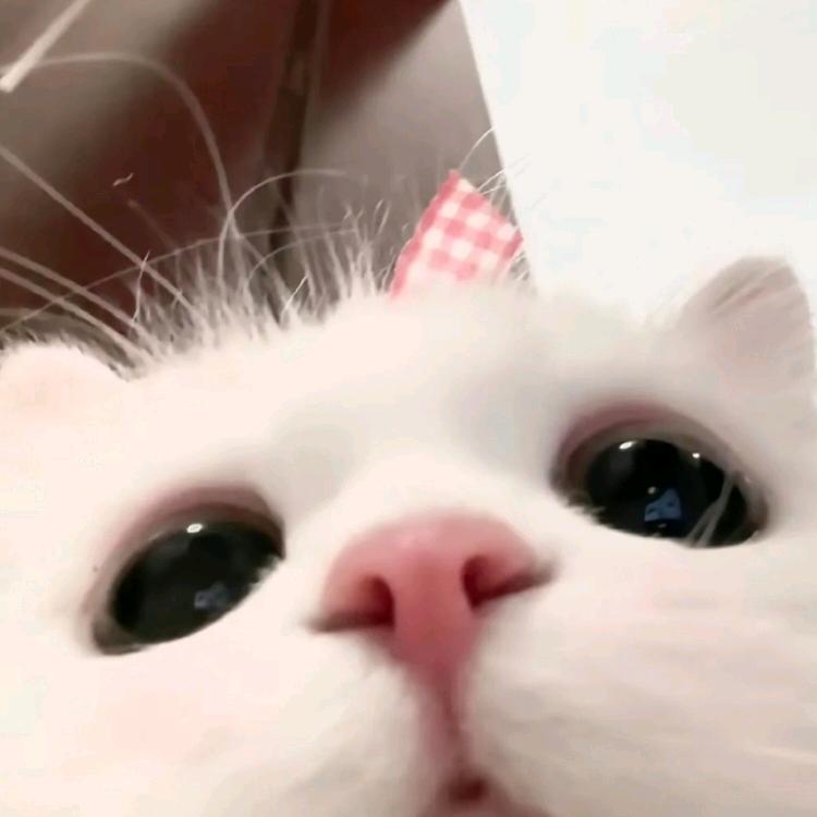 奇趣果