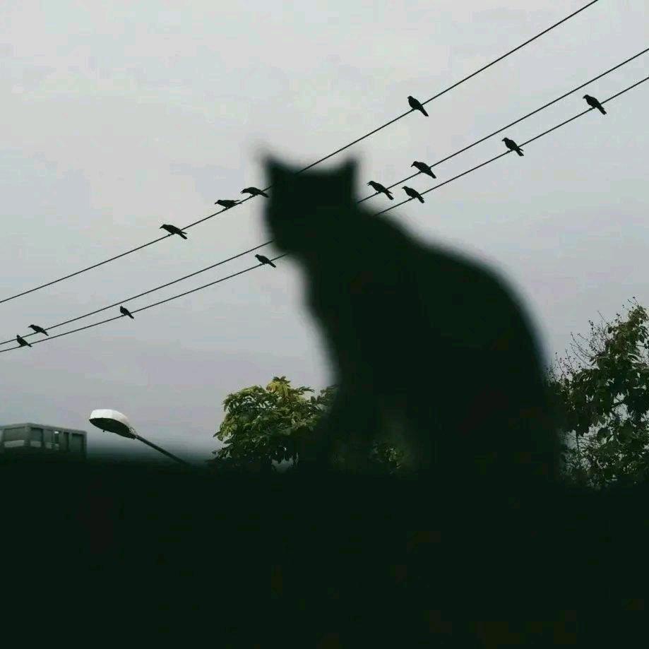 𝙙
