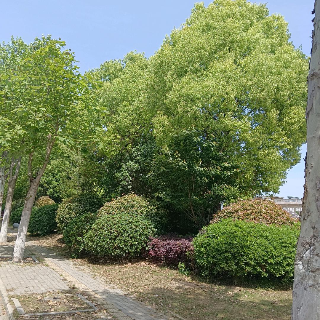 因为世人都犯了罪，亏缺了神的荣耀，