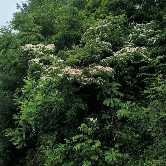 小芳芳