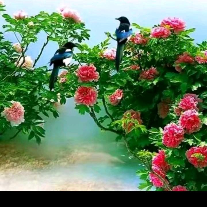 龙哥