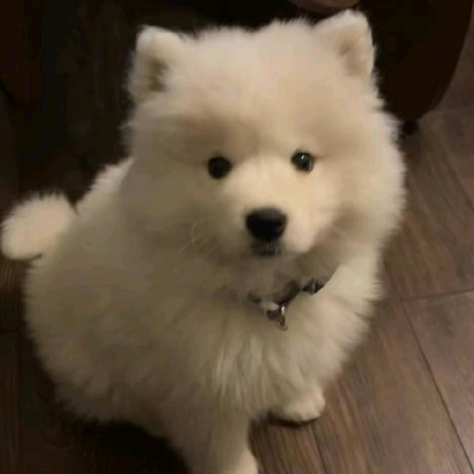 小吱吱