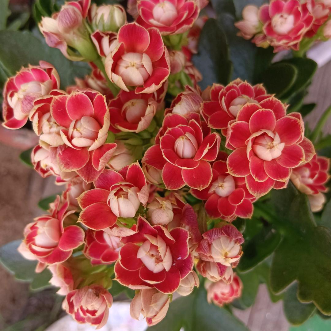 长寿花开