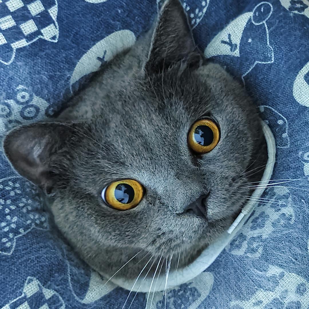 七