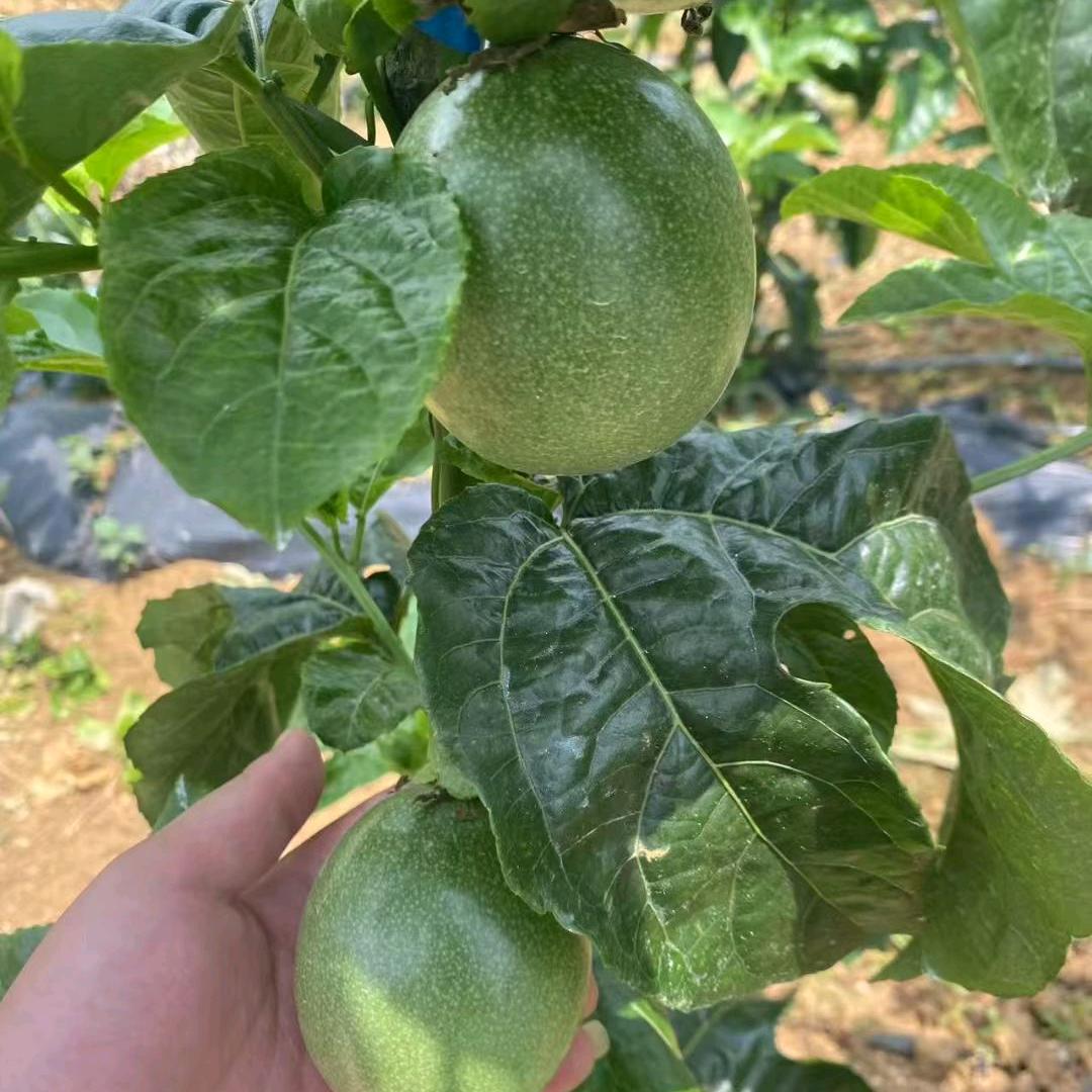 土豆干
