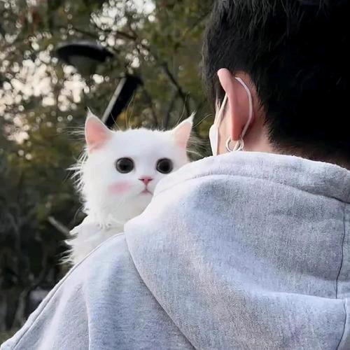 春秋蝉。