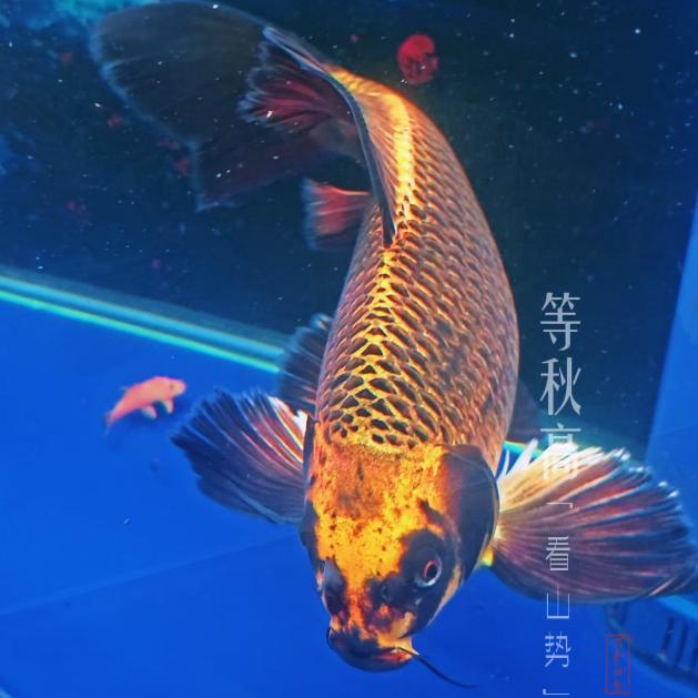 滕