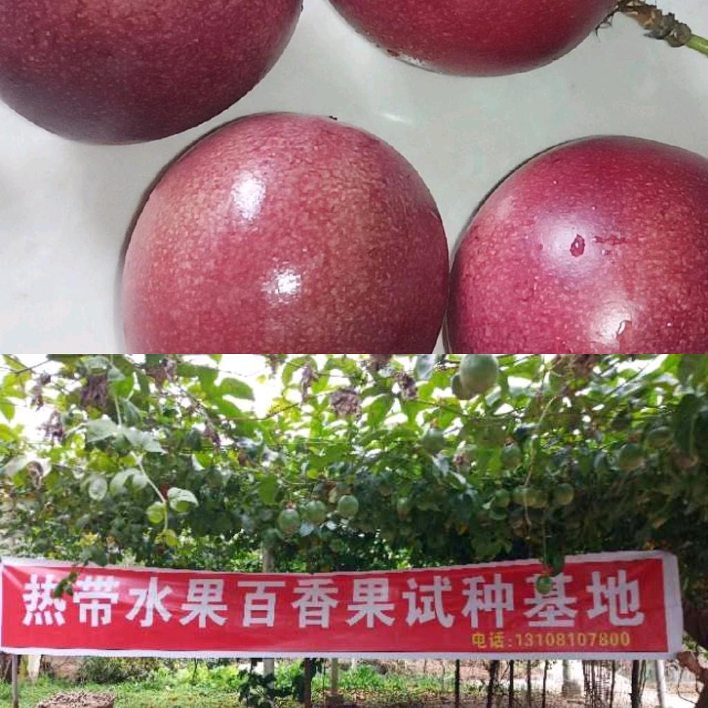 热带水果试种人