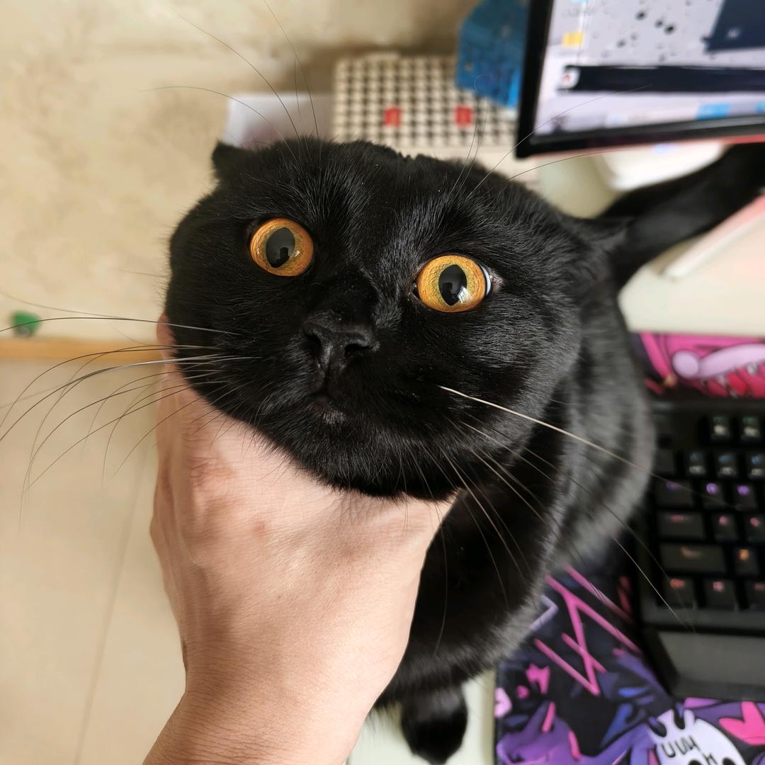 你好，张子梵丶