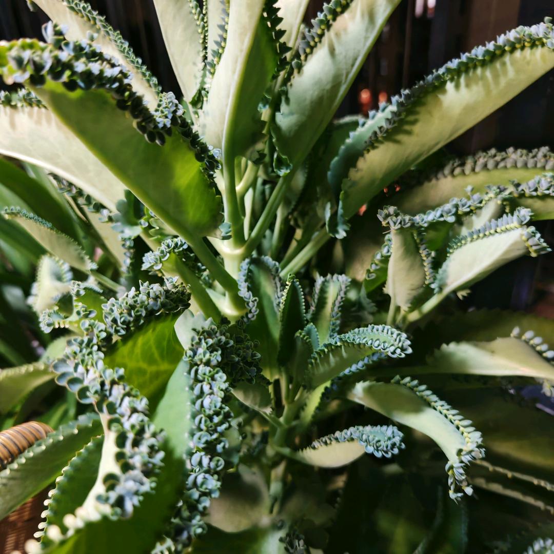 顺风赣通🧚付姐姐