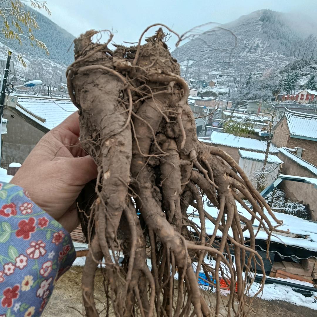 漳县小曾的滋补小店头像