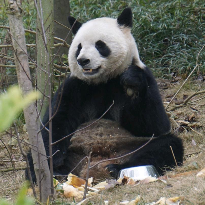 林丫头头像