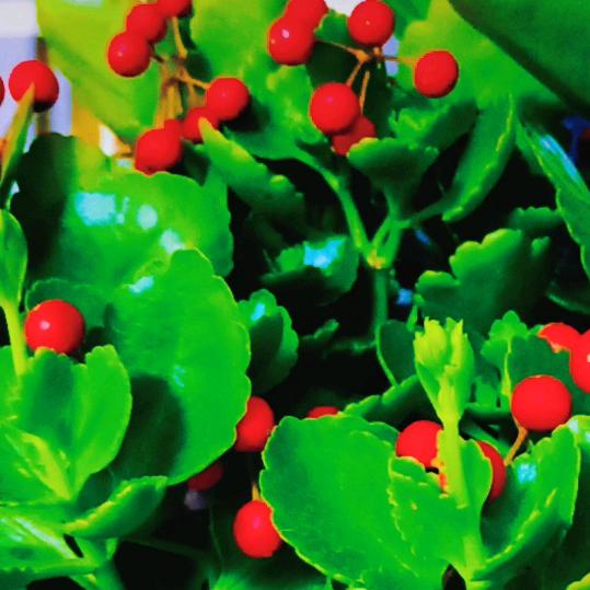 笑对人生🍎🍎🍎