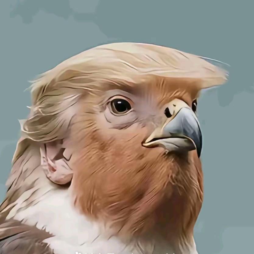 白袍小将。