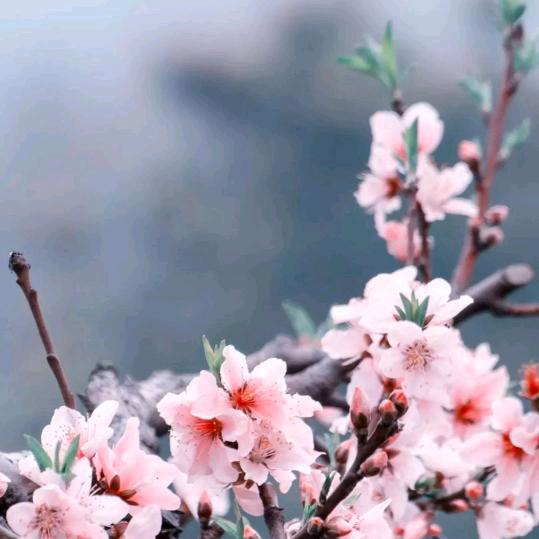 梅兰竹菊