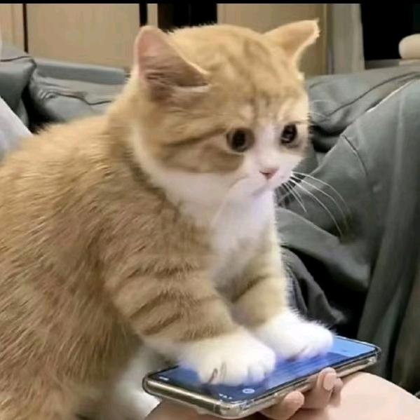 小凌不要再吃了