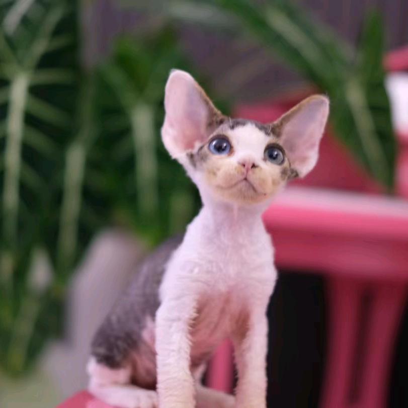 吉林德文猫杜老板
