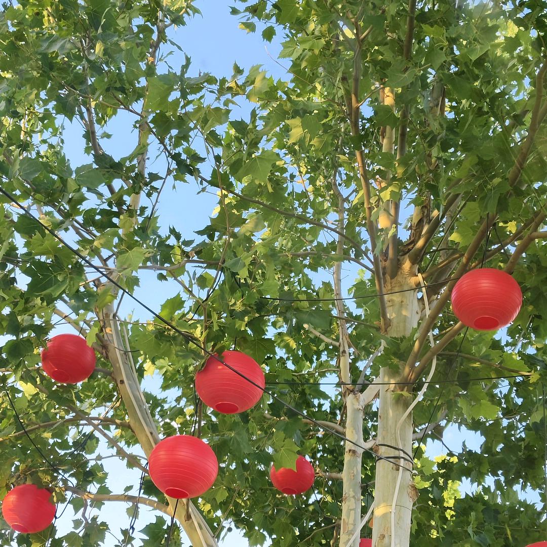 杨连荣