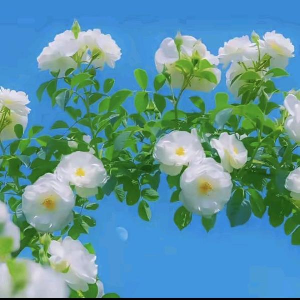 🥀 ໑ຼₒ₂5ღ᭄微笑💔释怀꧔ꦿ᭄