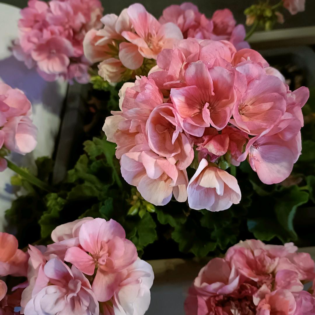 花开富贵，幸福一生