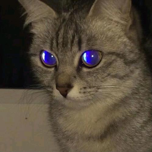 今天早饭吃煎蛋